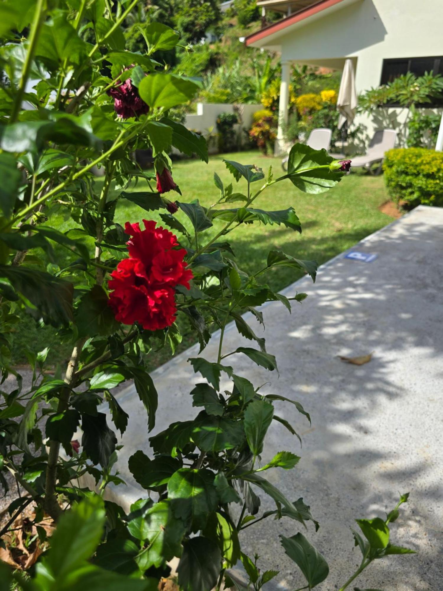 Emma'S Guest House And Self-Catering Au Cap Exterior foto